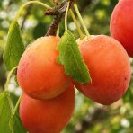 Marhuľo-slivka (Prunus hybrid) ‘MIRACOSE’ - výška 110-130 cm, kont. C7L